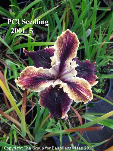 PCI Seedling 2001_5 (4)